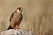 Aladoğan / Red-footed falcon / Falco vespertinus